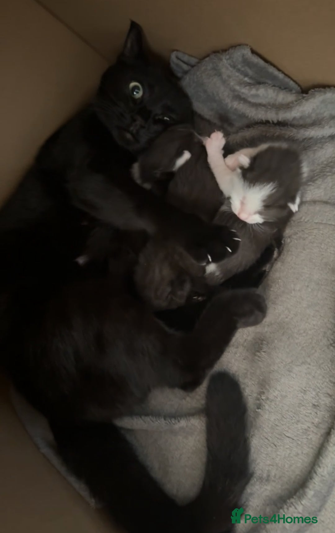 Domestic Shorthair cats for sale: Domestic short haired kittens for sale  - Image 10