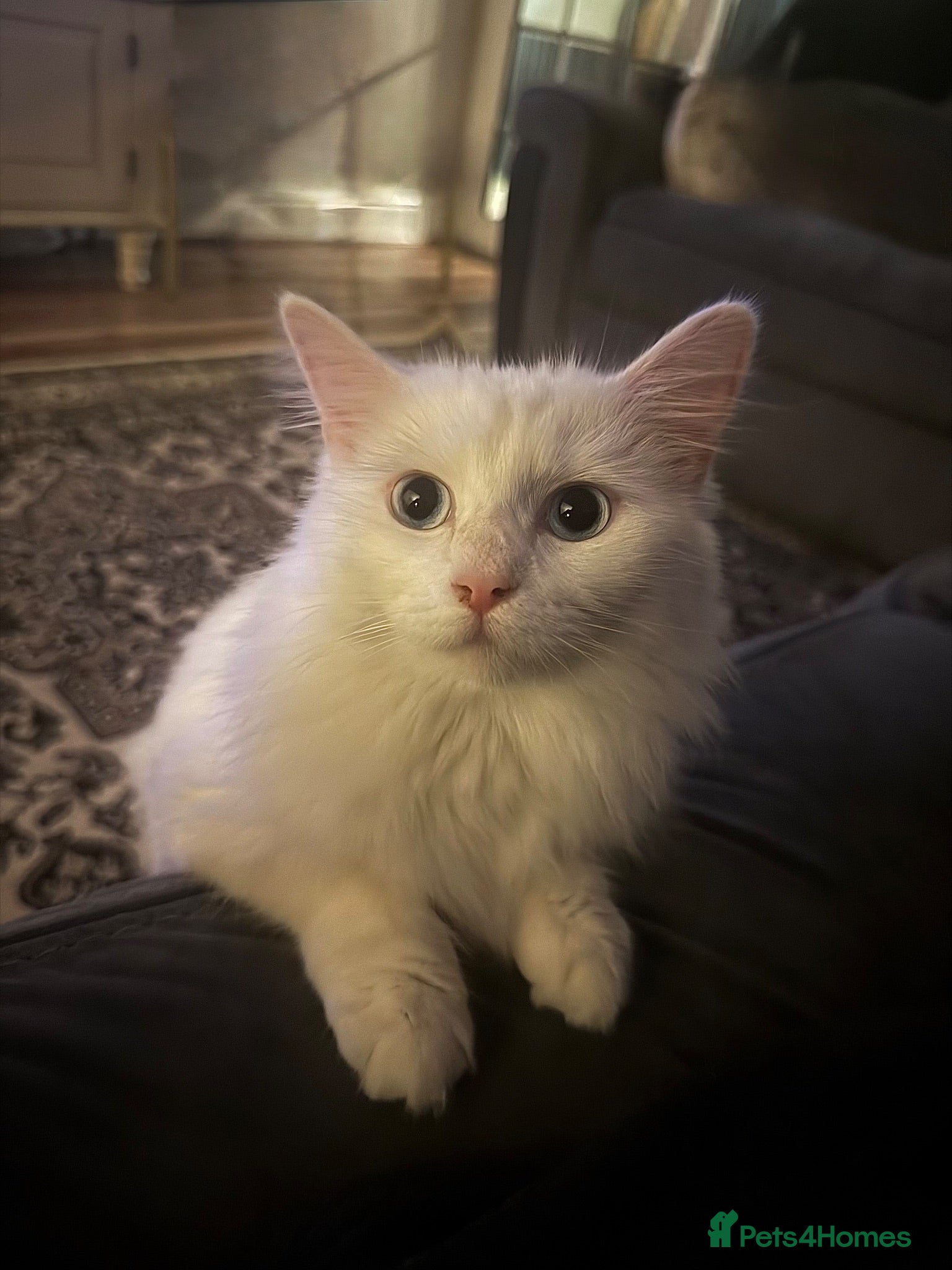 Turkish Angora cats 5 Turkish angora X long hairs - Advert 1