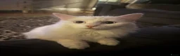 Turkish Angora cats for sale: 5 Turkish angora X long hairs in Birmingham - Advert 1