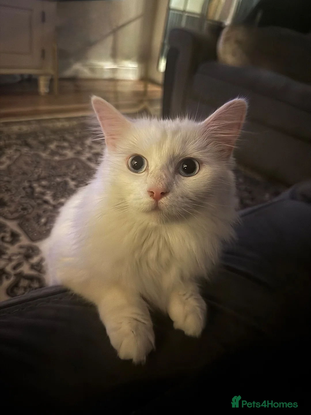Turkish Angora cats for sale: 5 Turkish angora X long hairs in Birmingham - Advert 1