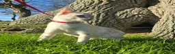 Bengal cats for sale: TICA Registered Snow Bengal Girl – Active Register - Advert 6