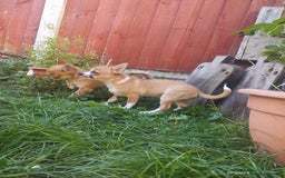 Chihuahua dogs for sale: Adorable Loving hand reared ready now Chihuahuas - Image 32