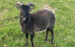 Sheep livestock for sale: This year's Soay whether lambs - Image 5