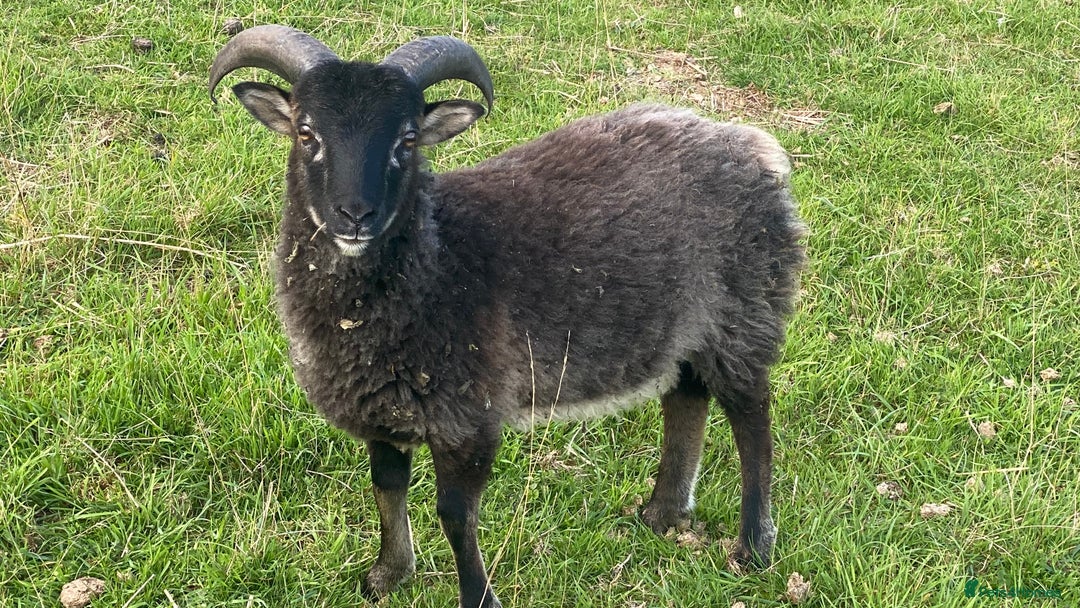 Sheep livestock for sale: This year's Soay whether lambs - Image 5