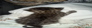 Mixed Breed 2