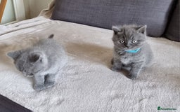 British Shorthair cats for sale: Gorgeous BSH kittens  - Image 24