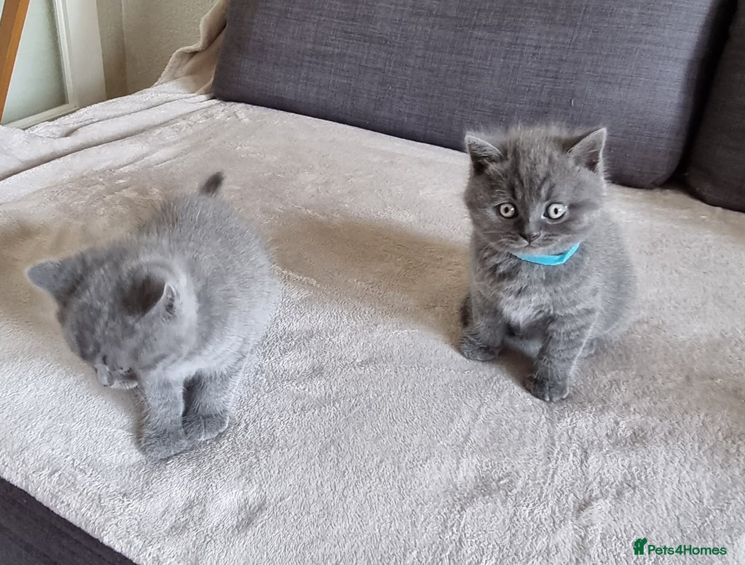 British Shorthair cats for sale: Gorgeous BSH kittens  - Image 24