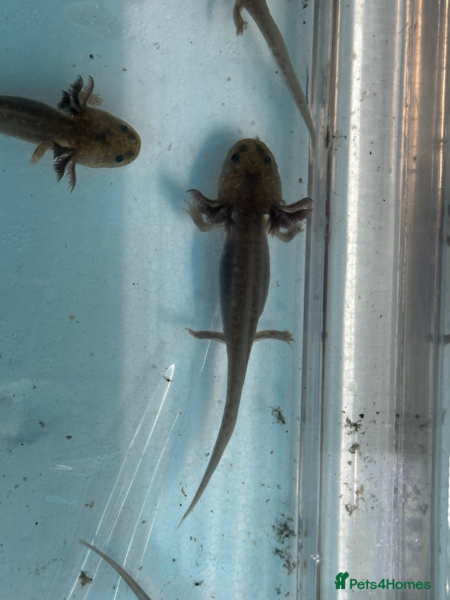 Axolotl reptiles Baby Axolotl 2”-3” - Advert 1