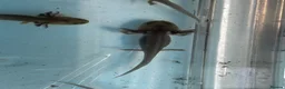 Axolotl reptiles for sale: Baby Axolotl 2”-3” - Advert 1