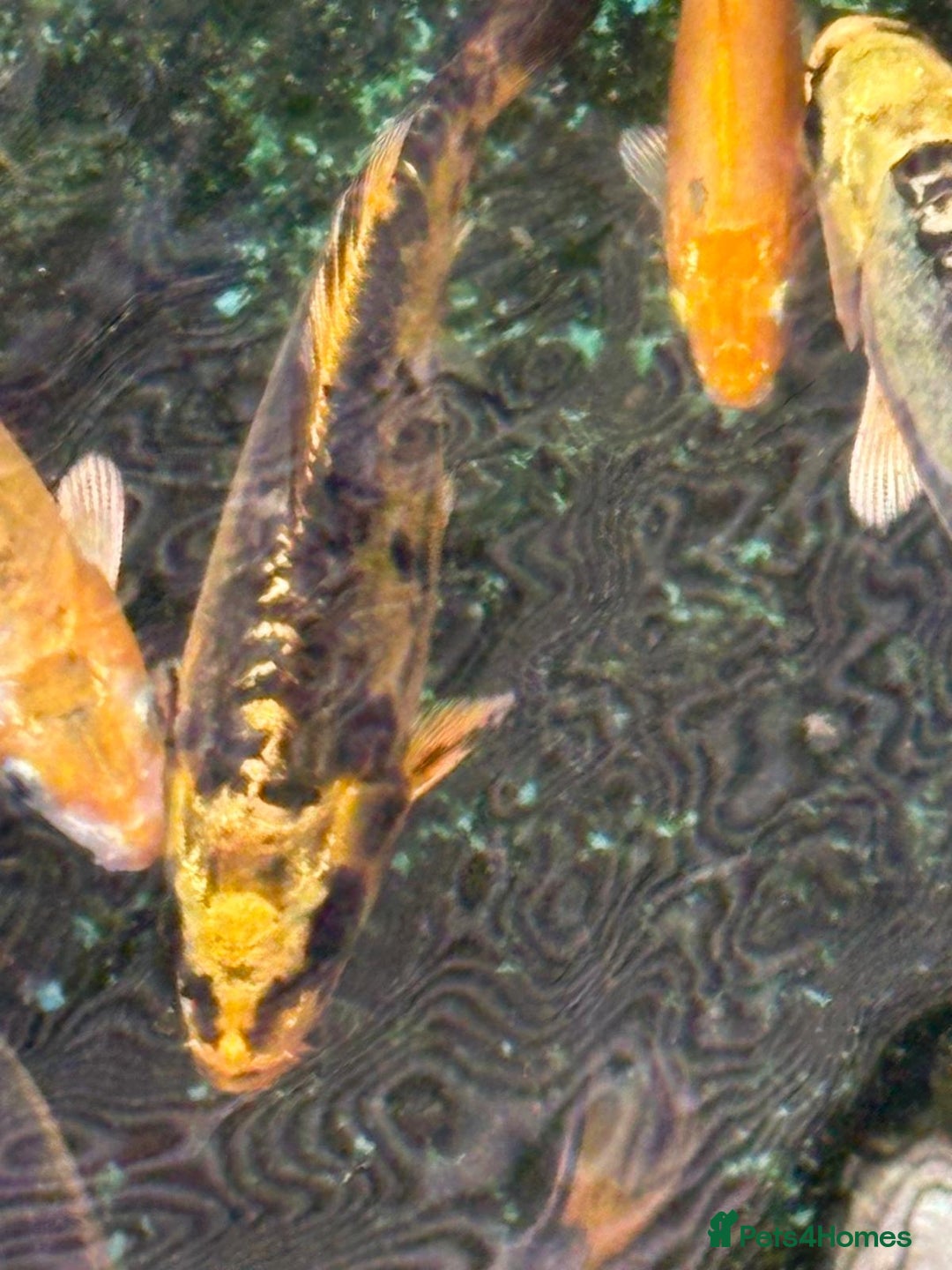 Koi Carp fish for sale: UK koi carp  - Image 34