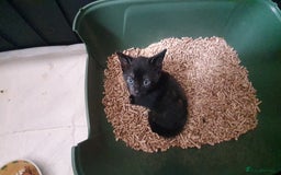 Turkish Angora cats for sale: Short angora with  bengal Toby mum - Image 4