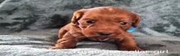 Cockapoo dogs for sale: Cockapoo puppies - Advert 10