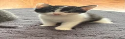 Mixed Breed cats for sale: Two adorable kittens. - Advert 9