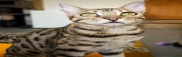 Bengal cats for sale: Striking Brown Rosetted Boy  - Advert 2