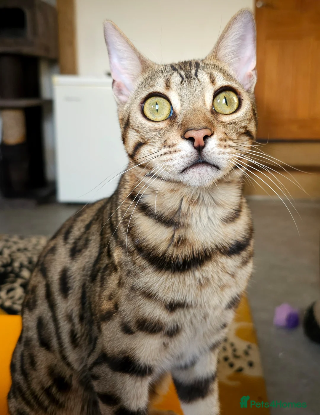 Bengal cats for sale: Striking Brown Rosetted Boy  - Advert 2