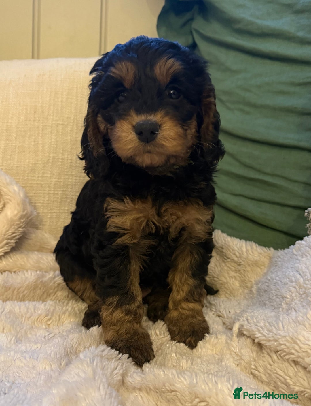 Cockapoo dogs for sale: Stunning litter of F1 Cockapoo Puppies  - Advert 4