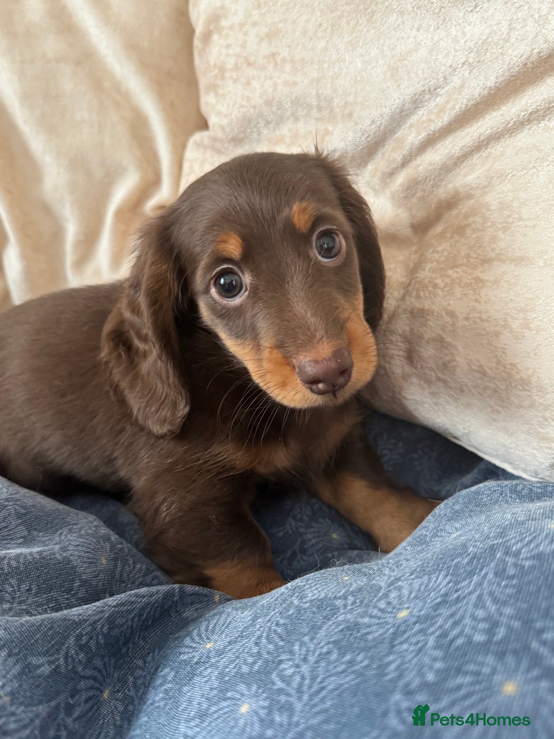 Dachshund dogs for sale: Mini long hair Dachshunds  - Image 6