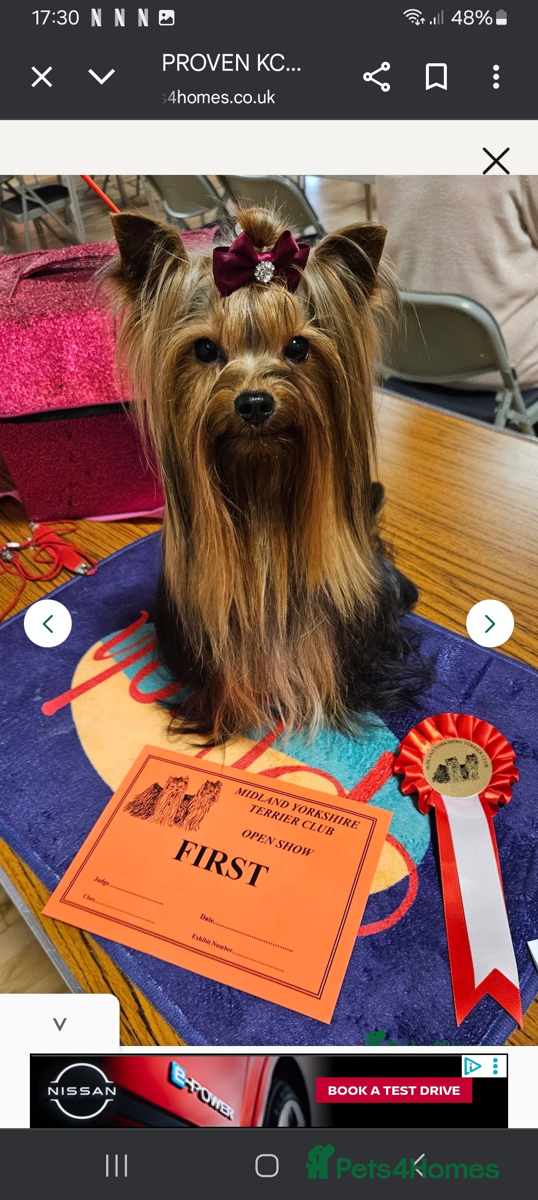 Yorkshire Terrier dogs for sale: Miniature Yorkshire Terrier Puppies  - Advert 2