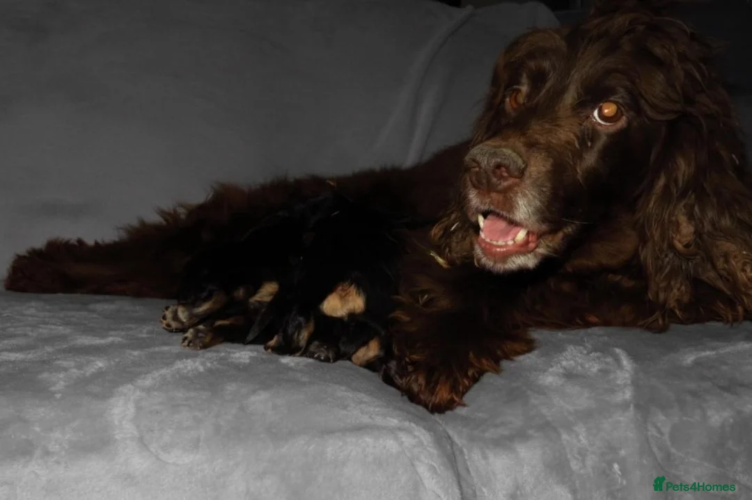 Cocker Spaniel dogs for sale: TRI - KC LINE🐶🐾 show cockers  - Advert 2