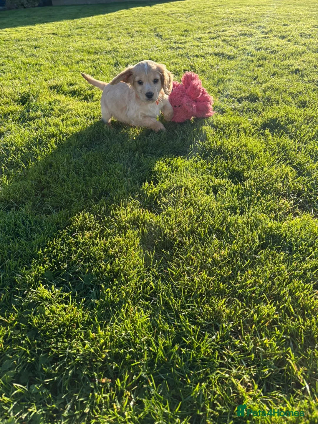 Cocker Spaniel dogs for sale: Cocker spaniels - Advert 4