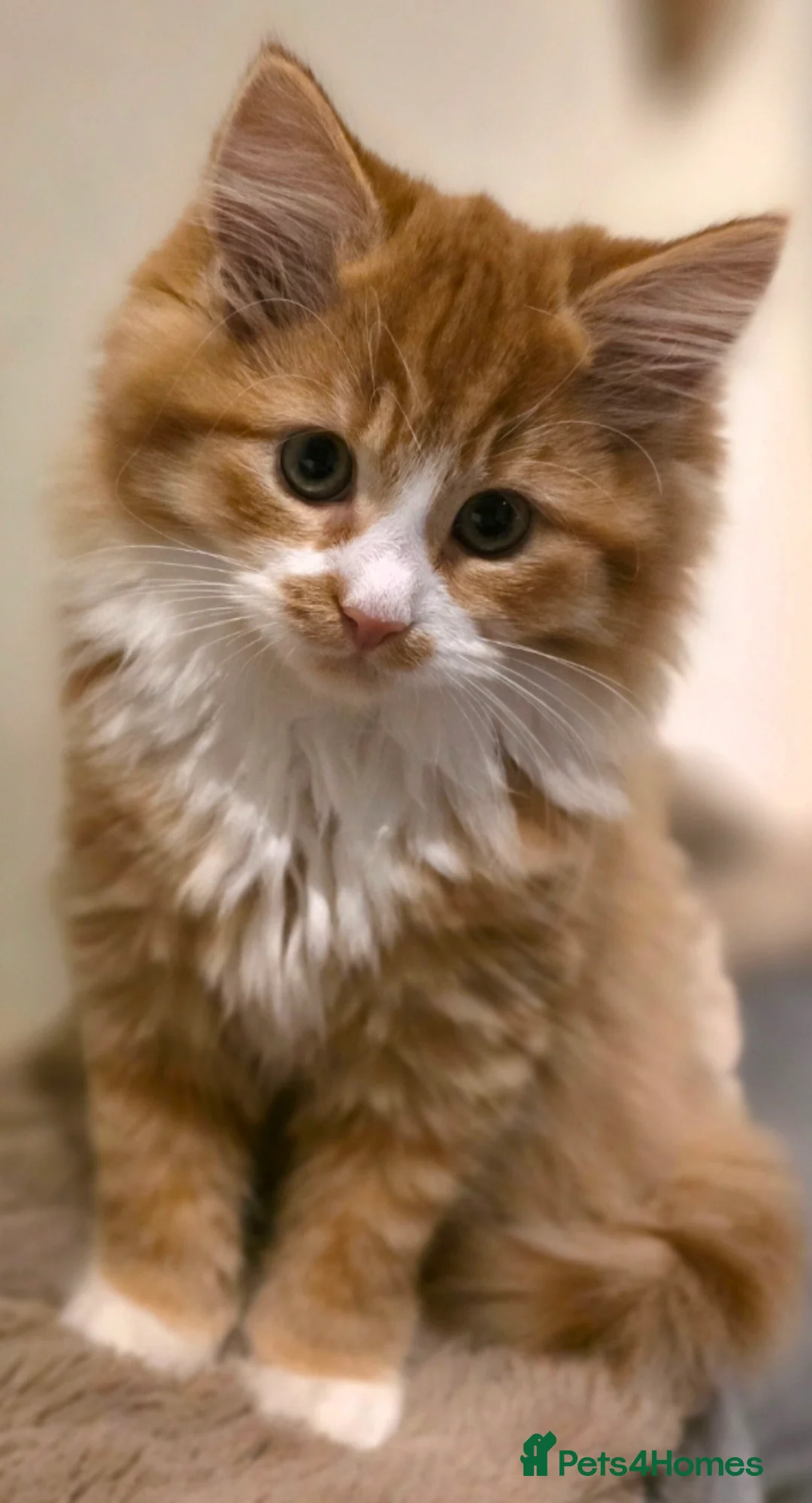 Mixed Breed cats for sale: Mother and son ginger cats  - Advert 3