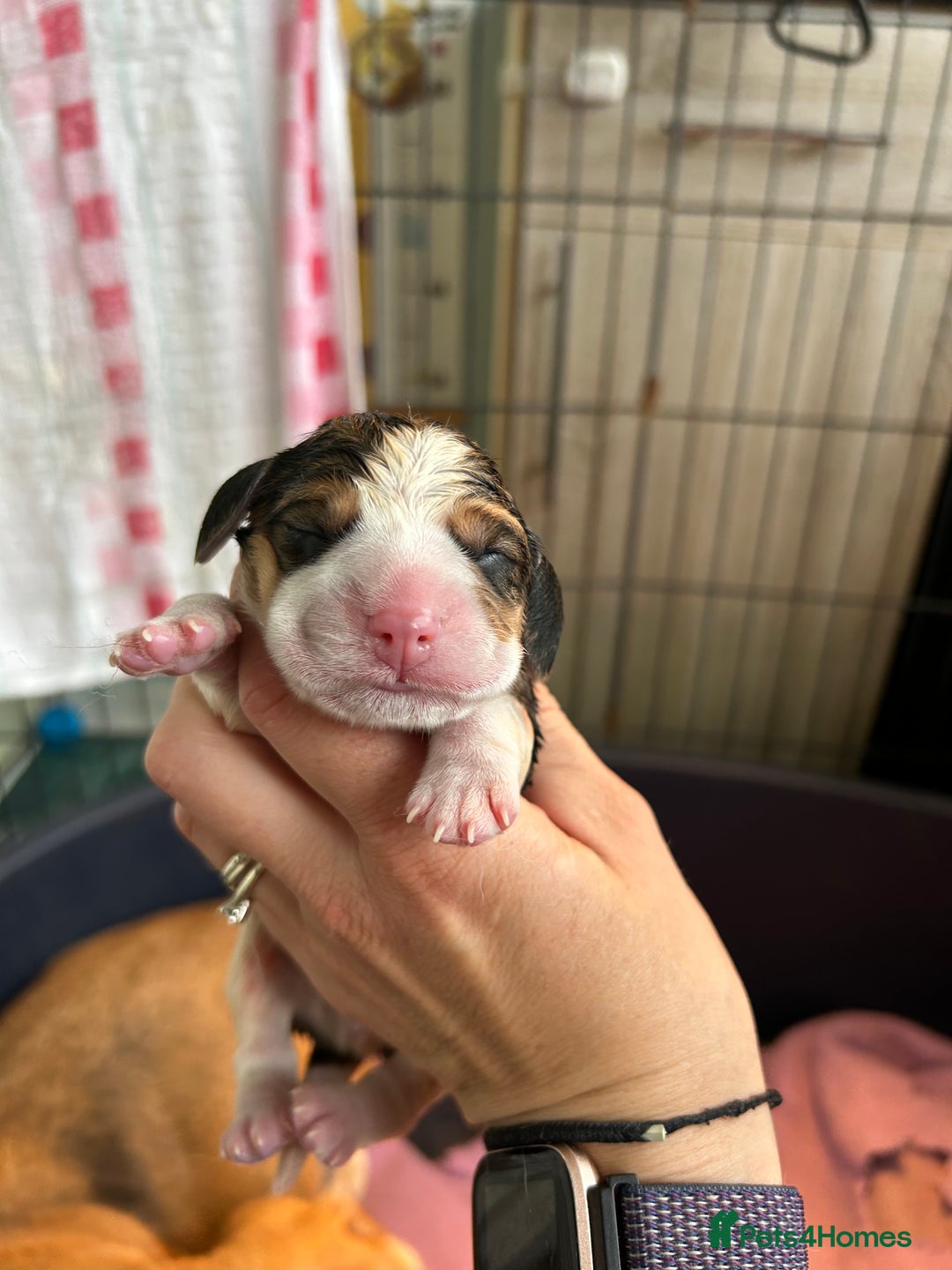 Beagle dogs for sale: KC Registered Top Quality Beagle Puppy home reared - Image 2