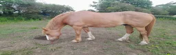 British Warmblood horses for sale: Warmblood X - Advert 3