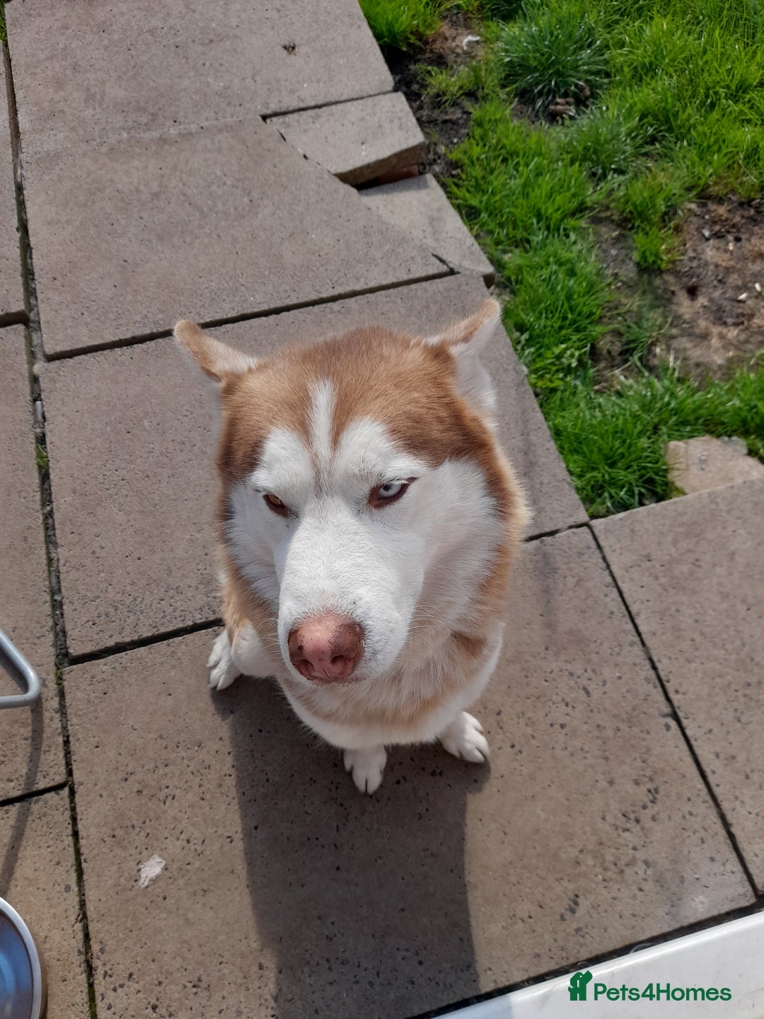 Siberian Husky dogs for stud: Nero  - Advert 2