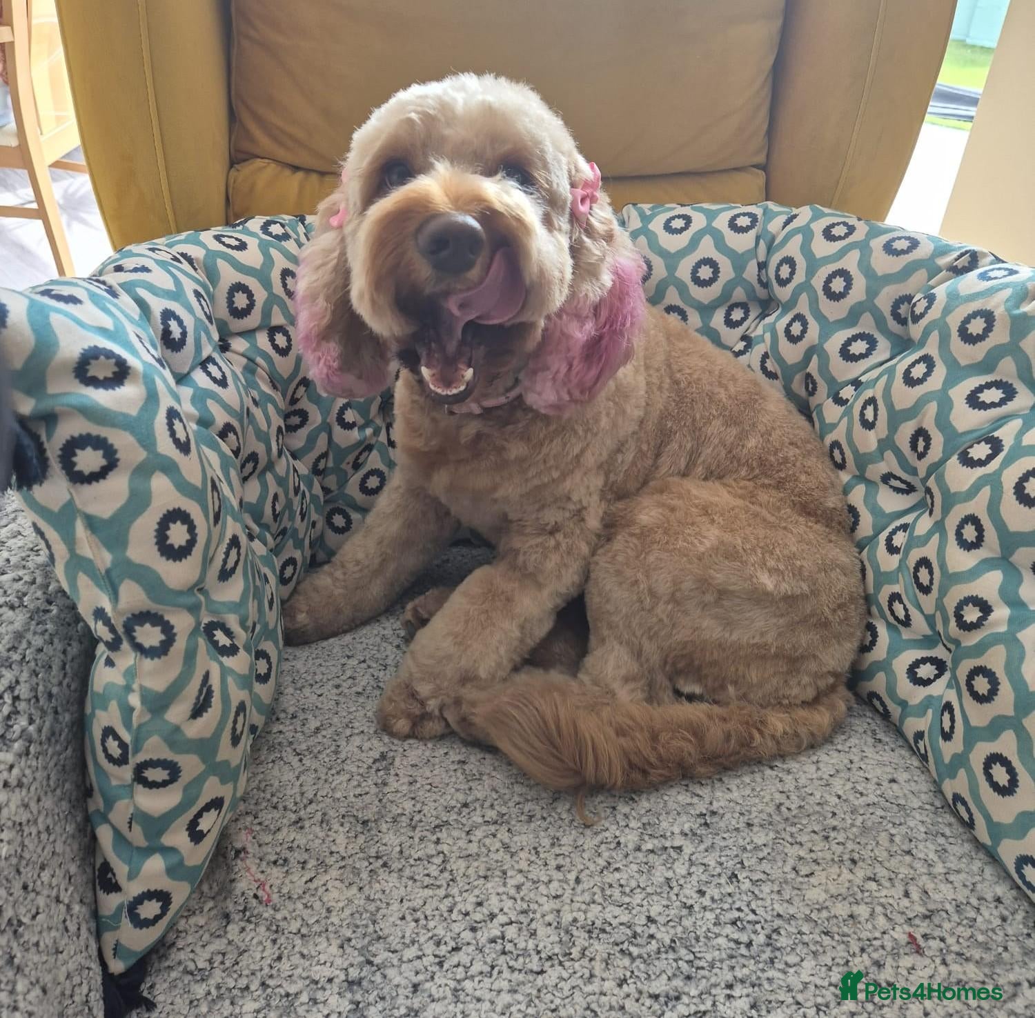 Cockapoo dogs Gorgeous & Adorable F1b Puppies   - Advert 2