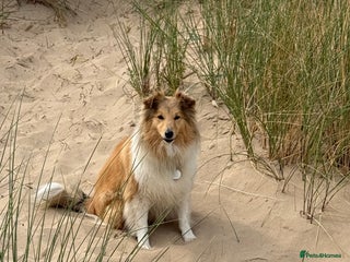 Shetland Sheepdog dogs Sable & white Male Shetland Sheepdog Puppy - Advert 1