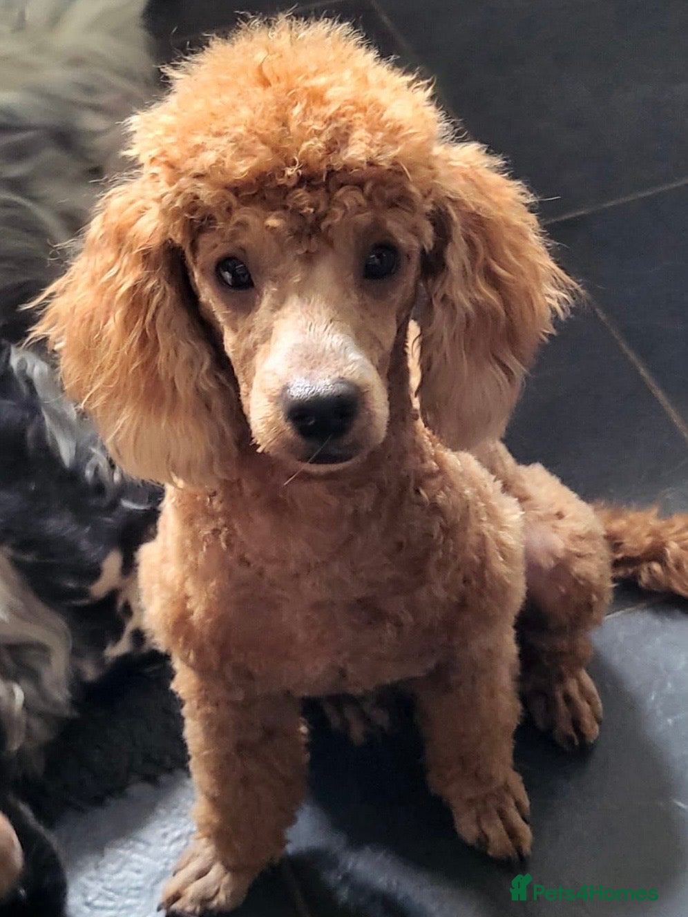 Cavapoo dogs Beautiful f1 cavapoo puppies - Advert 2