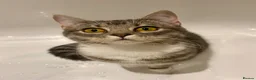 Ragdoll cats for sale: Ragdoll silver tabby cross kitten - Advert 4