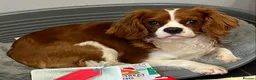 Cavapoo dogs for sale: 6 F1 Cavapoos - Advert 10