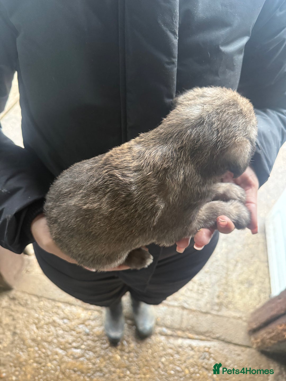 Whippet dogs for sale: Bedlington whippet puppies  - Advert 3