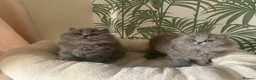 British Longhair cats for sale: Adorable GCCF registered British Longhair kittens in Bedford - Advert 8