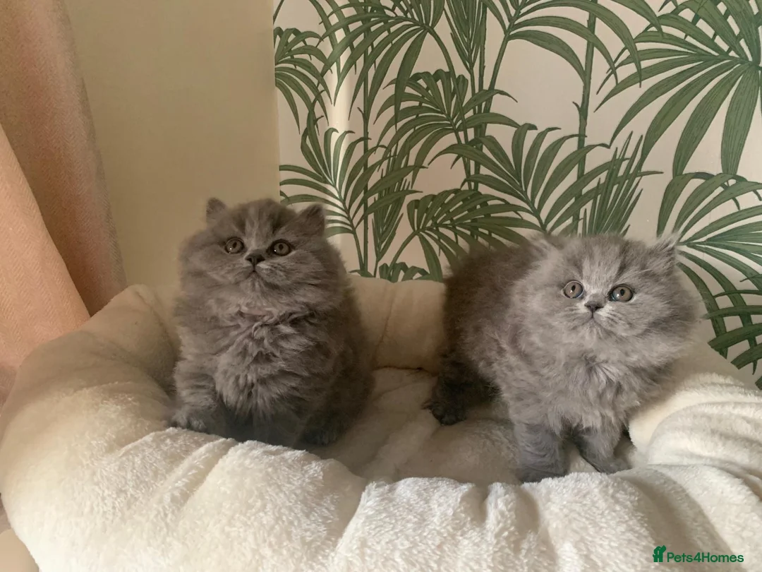 British Longhair cats for sale: Adorable GCCF registered British Longhair kittens in Bedford - Advert 8