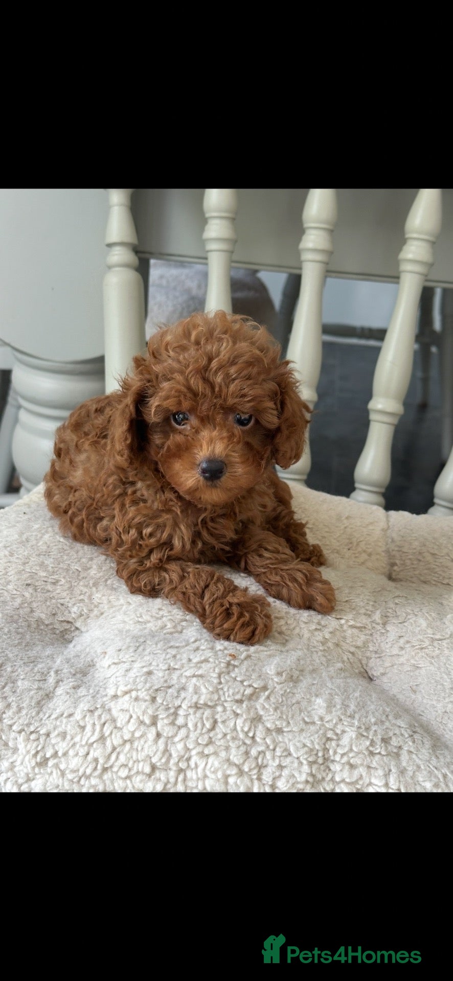 Toy Poodle dogs Adorable kc registered toy poodle puppies  - Advert 1
