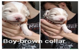 Maltipoo dogs for sale: F2 Mini Maltipoo, 4 boys - Image 8