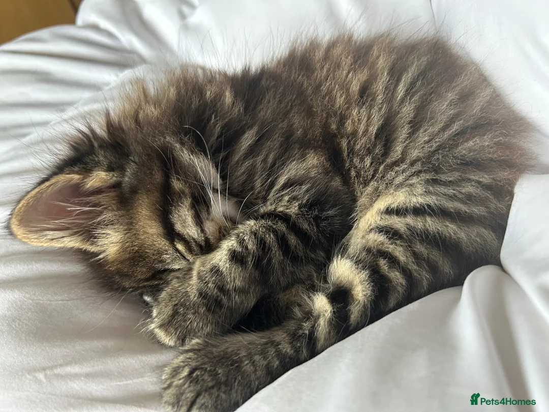 Mixed Breed cats for sale: 3 beautiful kitties. Playful and brave! - Advert 14