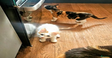 Mixed Breed cats - Advert 14