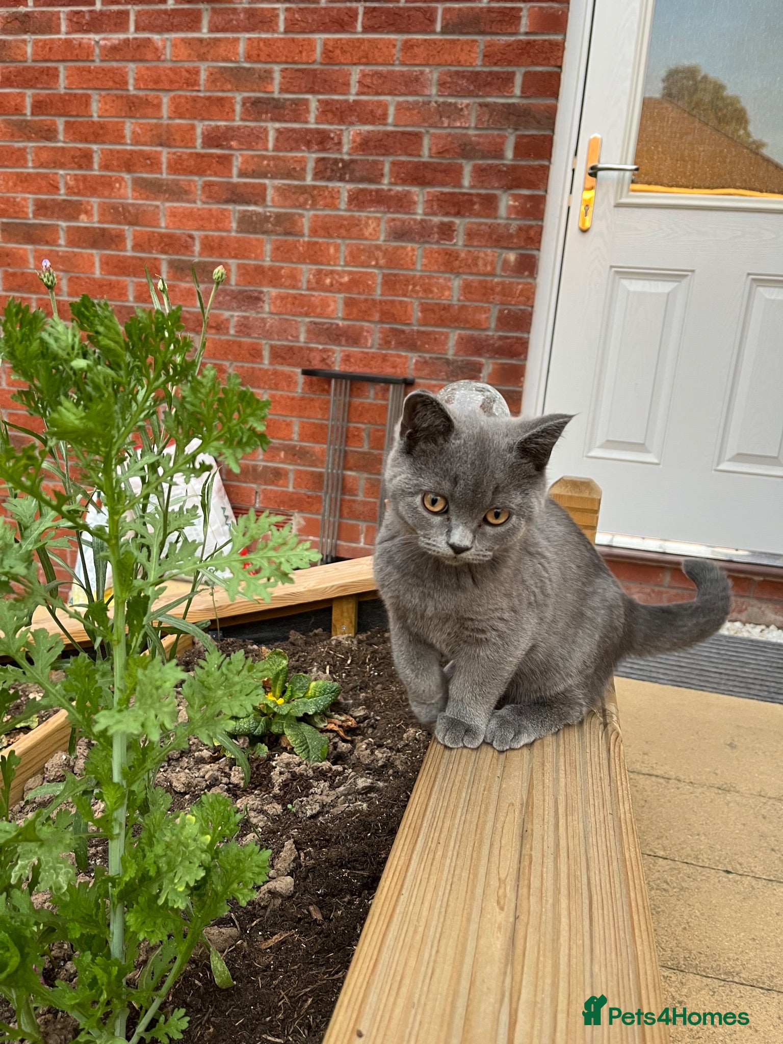 British Shorthair cats ✨Last One✨ Gorgeous Boy left now - Advert 2