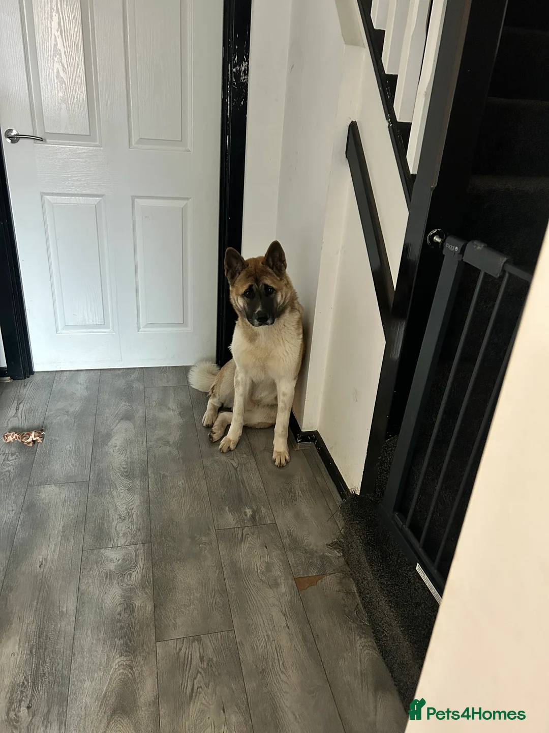 Akita dogs for sale: American Akita  - Advert 1