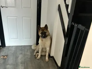 Akita dogs American Akita - Advert 2