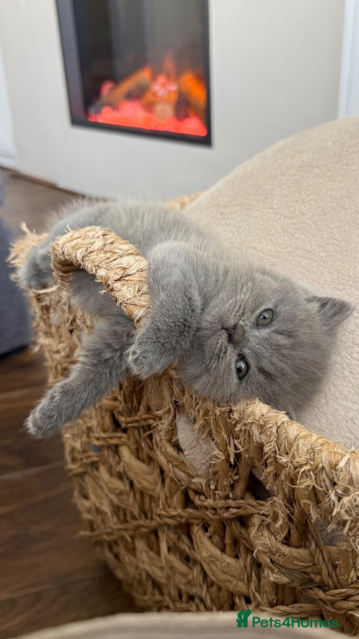 British Shorthair cats Stunning British short hair kittens  - Advert 1