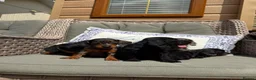 Doxiepoo dogs for sale: Miniature doxiepoo puppies (council licensed)  - Advert 16