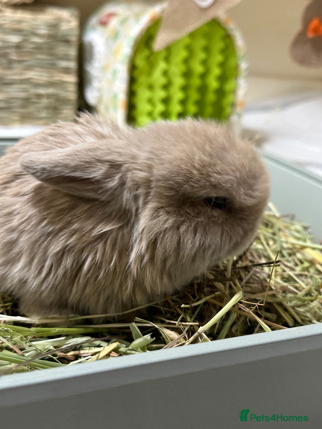 Mini Lop rabbits for sale: Mini Lop boy for sale  - Advert 4