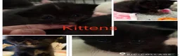 Mixed Breed cats for sale: Kittens in Canterbury - Advert 6
