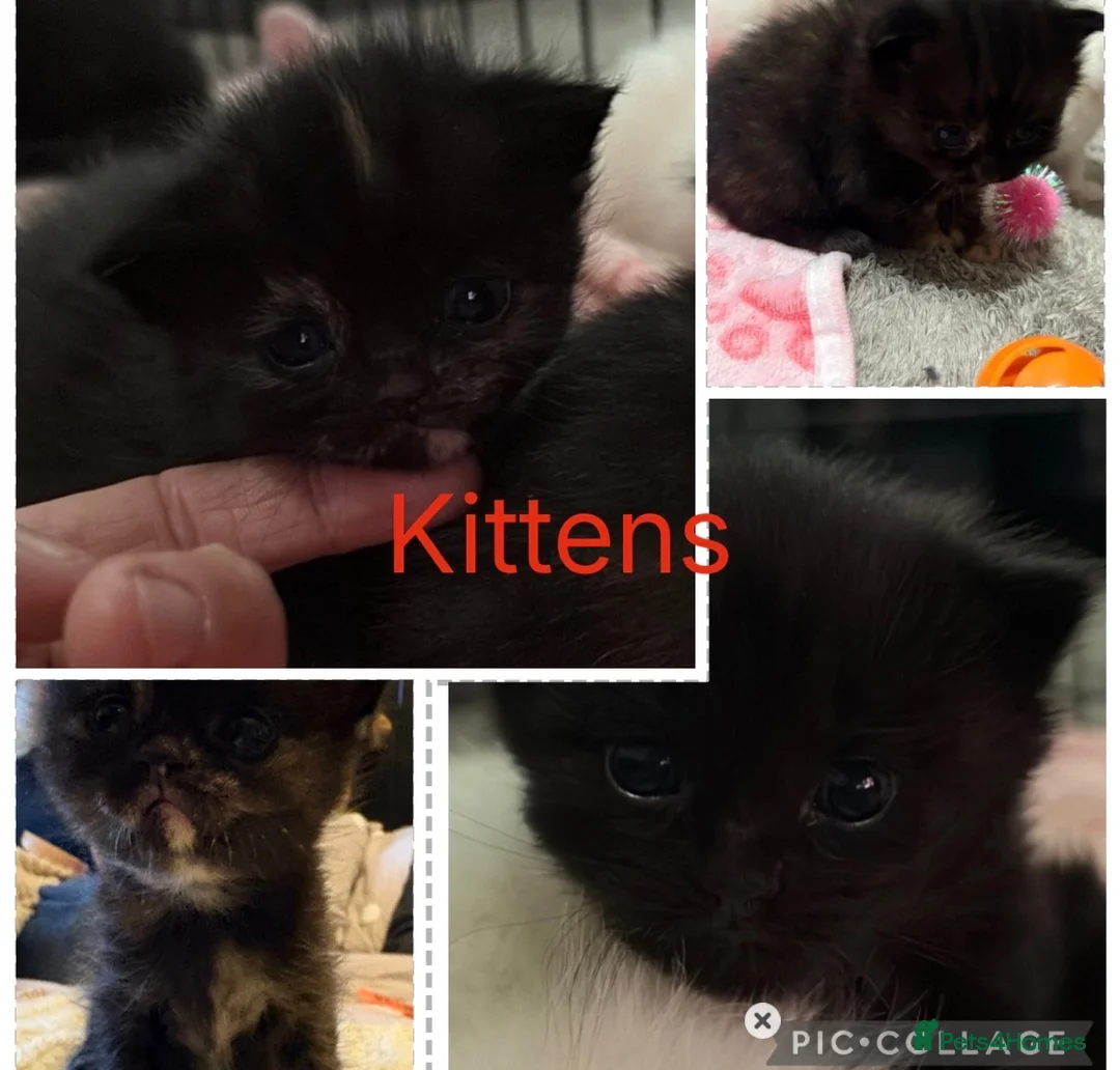 Mixed Breed cats for sale: Kittens in Canterbury - Advert 6