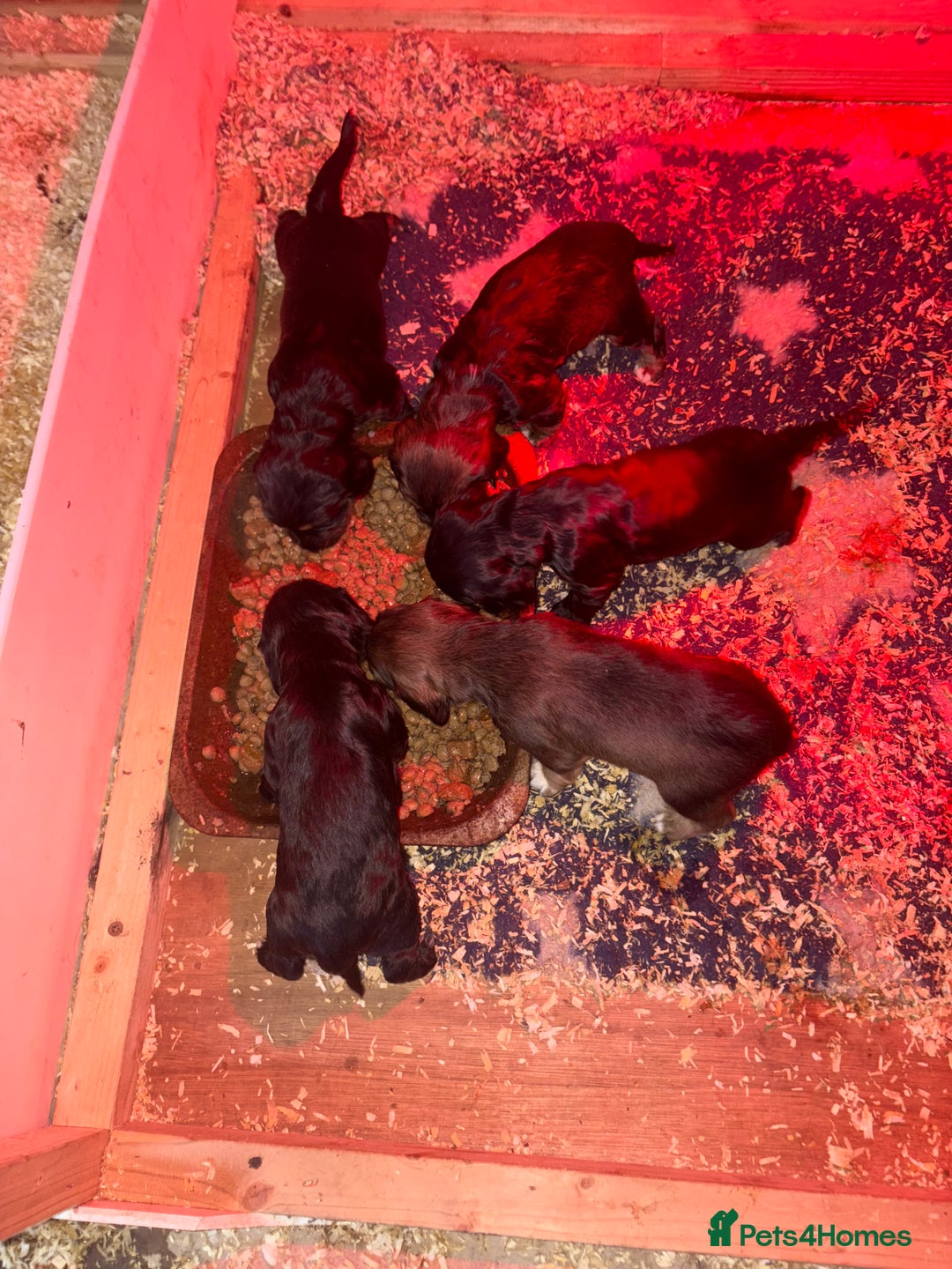 Cocker Spaniel dogs for sale: Working type cocker spaniel  - Advert 1