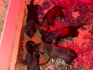 Cocker Spaniel dogs Working type cocker spaniel - Advert 1